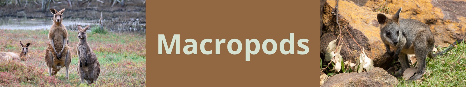 Macropods Header