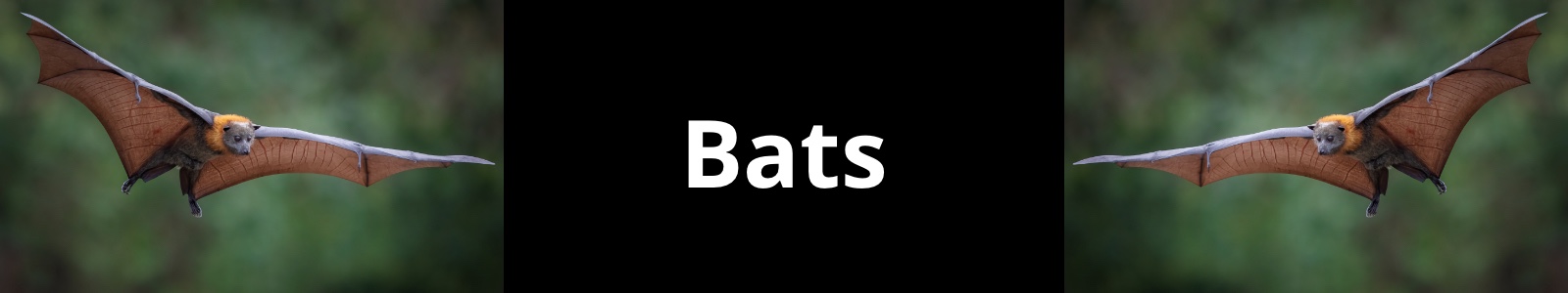 Bats Header Image