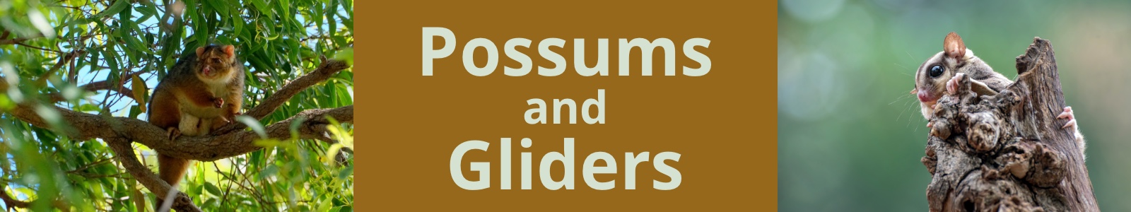 Possums and Gliders Header
