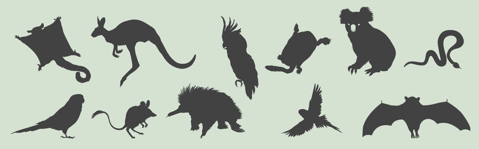 Species Information Silhouette
