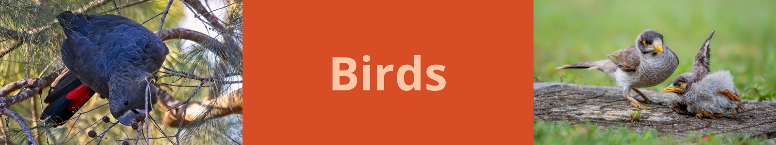 Birds Page_Header