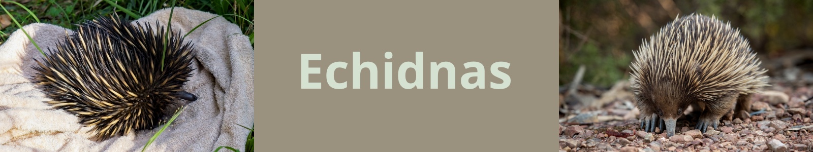 Echidnas Header