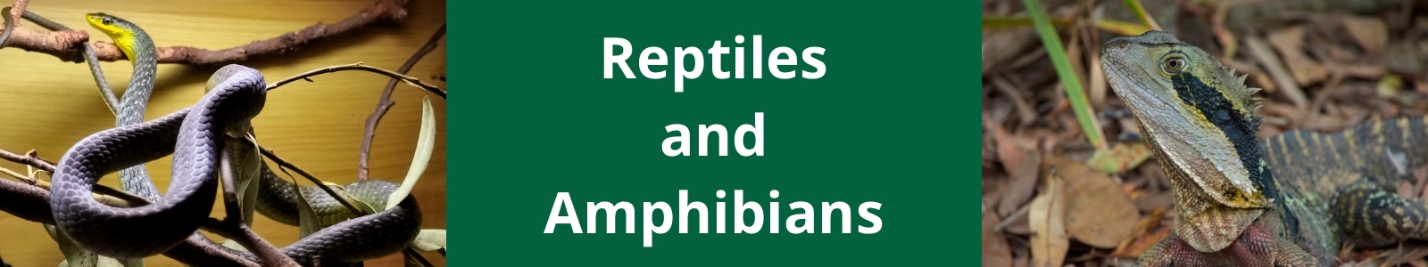 Reptiles and Amphibians