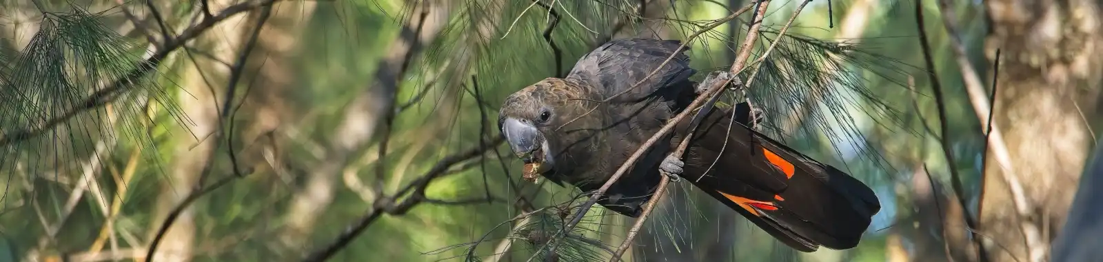 Birds - Glossy Black Cockatoo