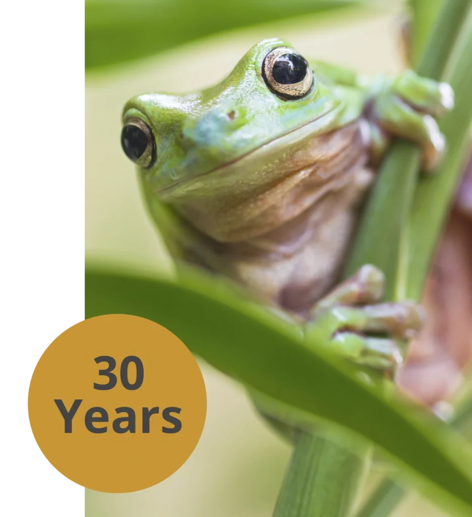 Home Frog - 30 years