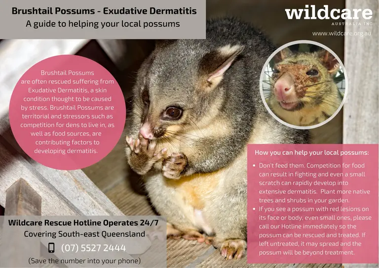 CBT Exudative Dermatitis