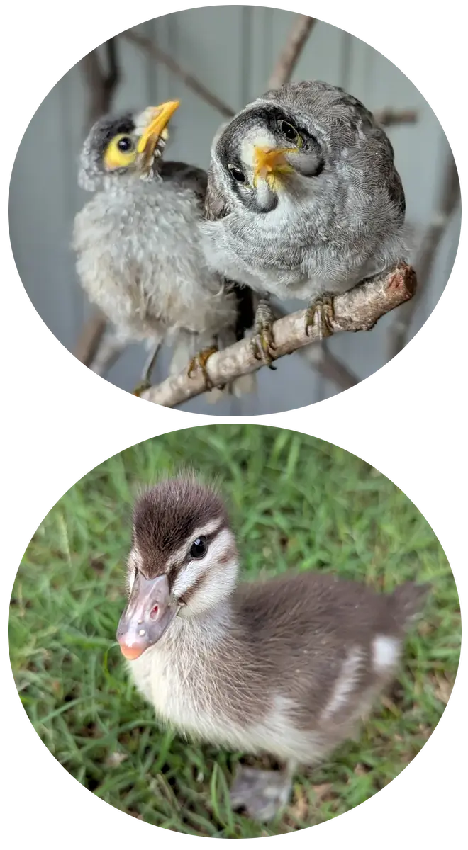 Support Us - Duckling and Noisies