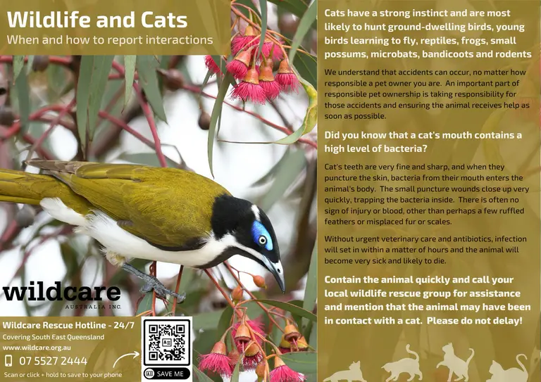 Wildlife and Cats