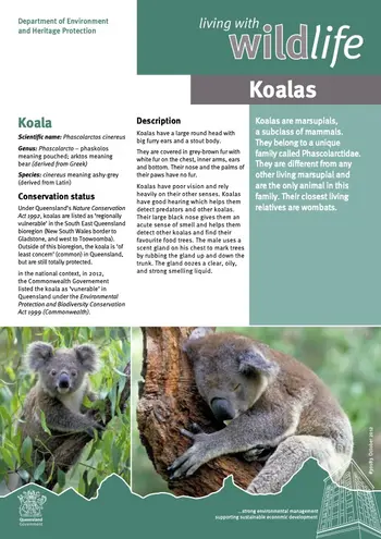 Koala Facts