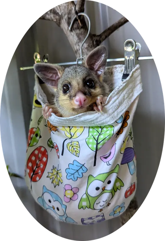 Support Us - Possum in Pouch