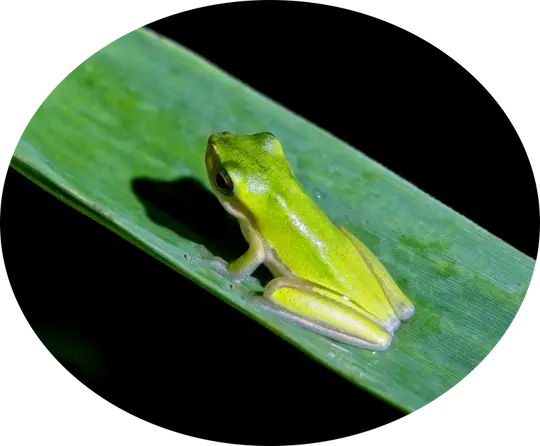 Reptiles - Sedge Frog