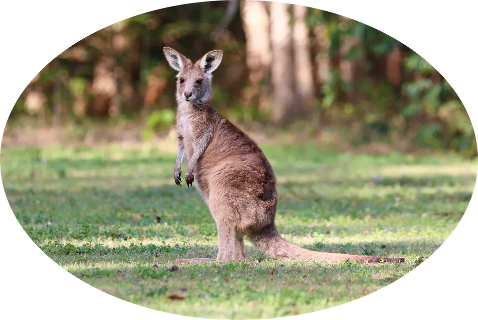 Eastern Grey Kangaroo Joey