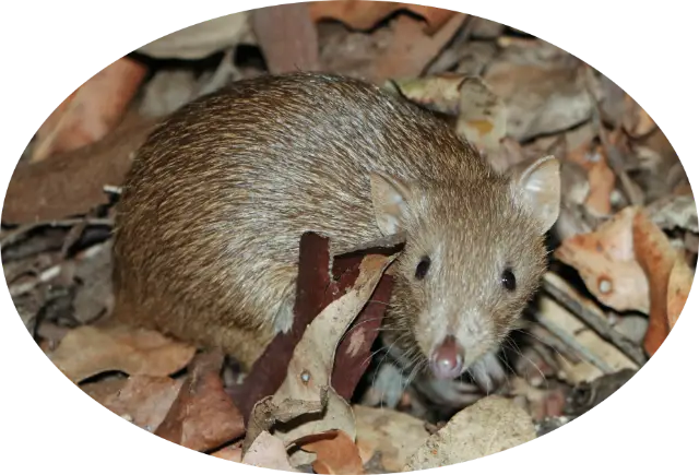 Objectives - Bandicoot