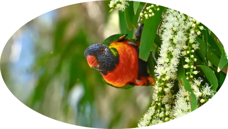 Birds Lorikeet in Tree