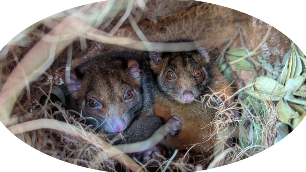 Possums Ringtails