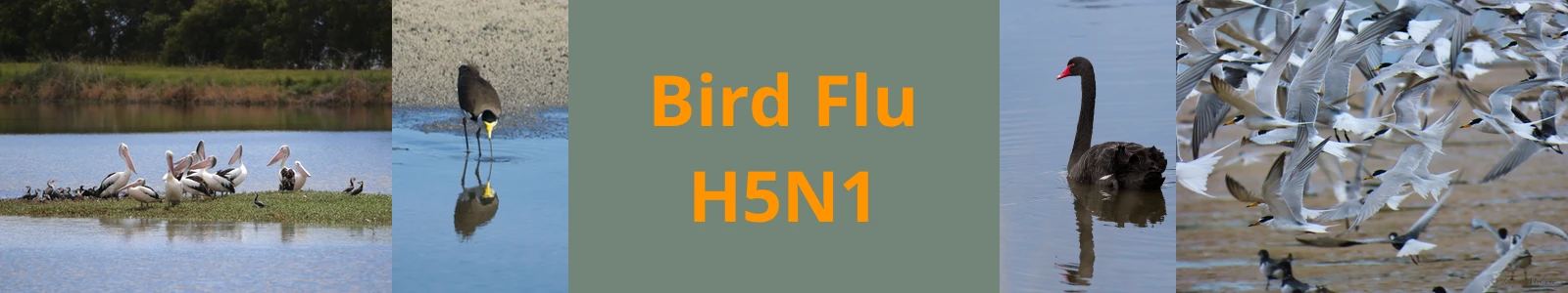 Bird flu heading