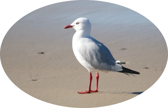 Bird Flu - Seagull