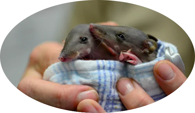 Found an injured animal - Antechinus