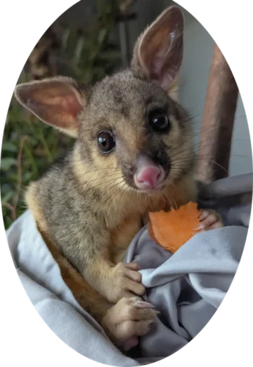 Brushtail Possum