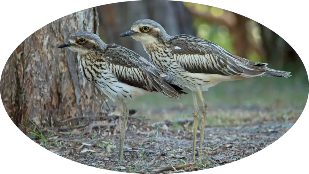 Curlews Oval Large