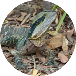 Eastern Water Dragon