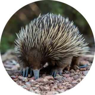 Short-beaked Echidna