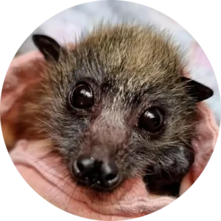 Education Flying Fox
