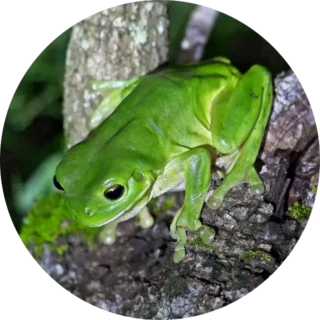 Green Tree Frog