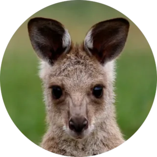 Education Grey Kangaroo