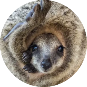 Kangaroo Joey in Pouch