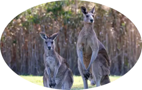 Volunteer Kangaroos