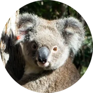 About Us Koala Joey