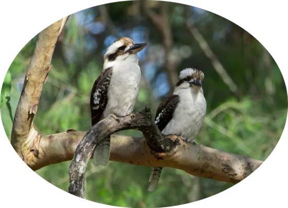 Kookaburras in Tree