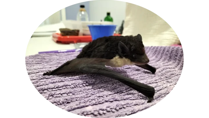Microbat in Care