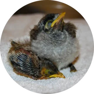 Noisy Miners