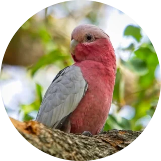 Pink Galah