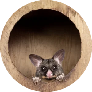 About Us Possum Peeking