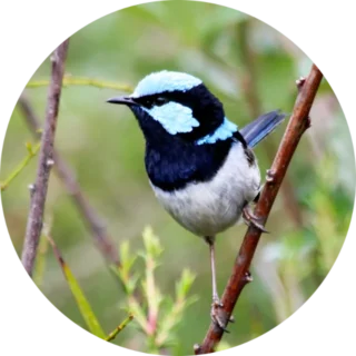 About Us Superb Fairy Wren