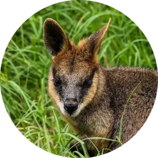 Wildcare